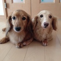 元気な老犬