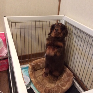 犬貰ってください