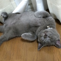 しょうきち