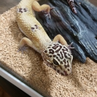 ヒョウモントカゲモドキ