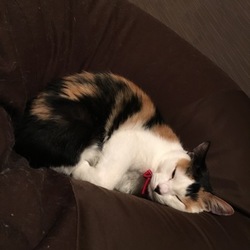 「寝ぼけ眼」サムネイル2