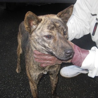 性格はおとなしい虎毛の女の子です