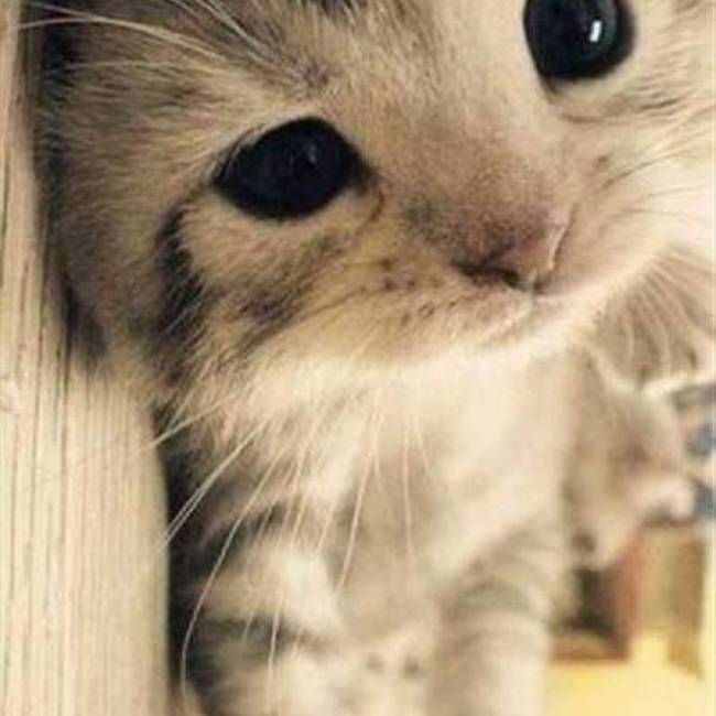 やきにくたんざのカバー写真
