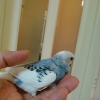 ｲﾝｺ赤ちゃん募集