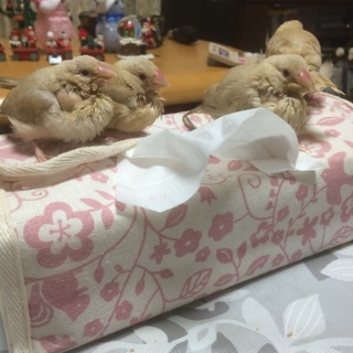 シナモン文鳥です。