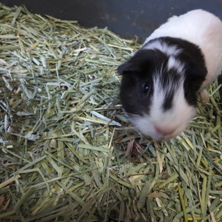 老年モルモットの里親を募集します