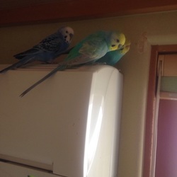 「まもなく放鳥終了…」サムネイル1