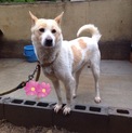 雑種犬 人なつっこく仕草が楽しいワンコ