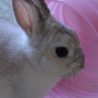 募集締め切らせて頂きました。お返事お待ちください。