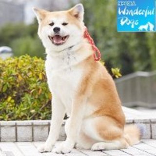 「ファビアン」推定３歳♂