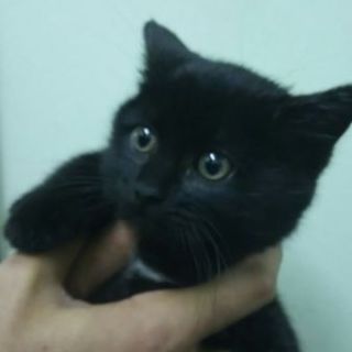 フワフワぬいぐるみみたいな可愛いコロンくん