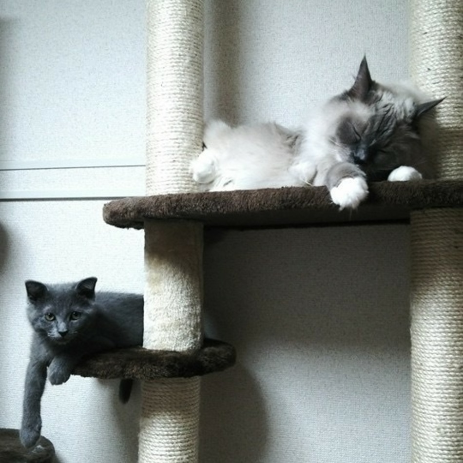 しちゅーとツナのカバー写真