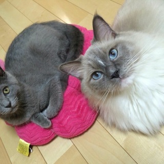 子どもが猫アレルギーの関係で急募です。