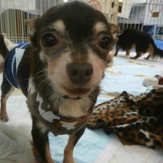 『おまーる』人が好きで甘えん坊