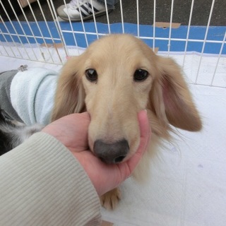 『犬太』人が好きで、甘えん坊