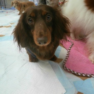 『しらす』人の後ろを付いて歩き、膝の上が大好き！