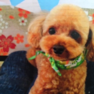 元気で人懐っこいです