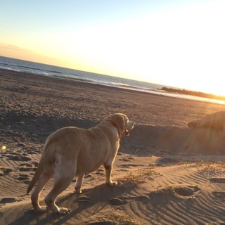 ラフラドールのラリー