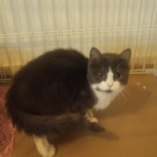 マンチカンの女の子です。