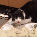 とっても人なつっこい猫ちゃんです