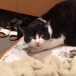 とっても人なつっこい猫ちゃんです