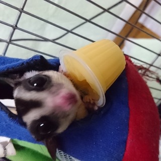 家族が決まりました。ご応募ありがとうございました。