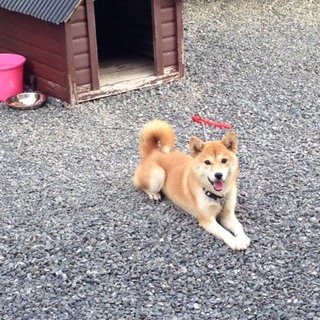 埼玉県北部より、雑種犬(メス)の里親募集です。