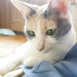 パステル三毛☆ミミちゃん