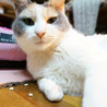 パステル三毛☆ミミちゃん サムネイル4