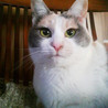 パステル三毛☆ミミちゃん サムネイル5