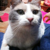 パステル三毛☆ミミちゃん サムネイル6