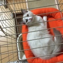 里親募集です