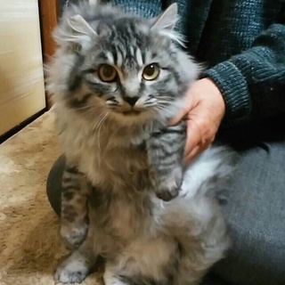 たぶんチンチラと何かの雑種です(^◇^;)