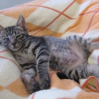 お膝大好きごろすりみんみん 動画有お留守番できます