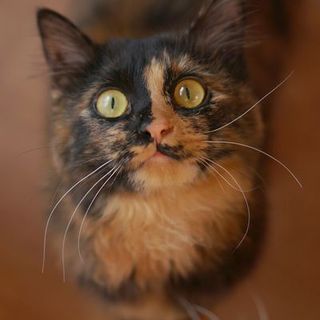 長毛サビ猫・生後８か月の女の子