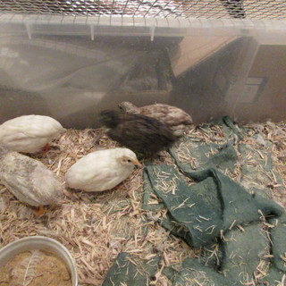 すてきな里親様とご縁ができました。