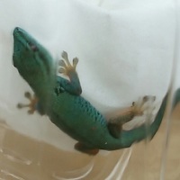 コバルトブルーゲッコー