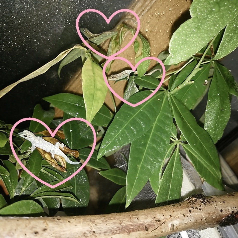 コバルトブルーゲッコーのカバー写真