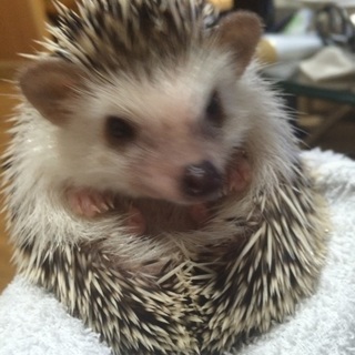 募集多数のため1度打ち切らせていただきます