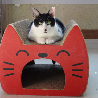 怖がり、ビビりなちょび髭くん