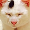 の写真