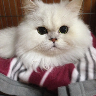 「ミキちゃん」年齢３歳くらい☆女の子（一時停止）