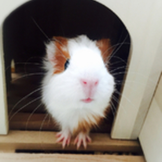 元気なモルチャン♡可愛い女の子～♫♪