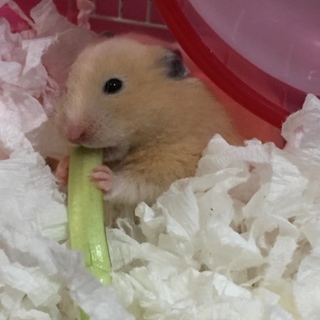 キンクマの男の子です( ^ω^ )