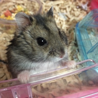 人懐っこいジャンガリアンの男の子です