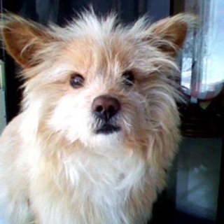 飼い主が亡くなり途方にくれた犬の里親募集