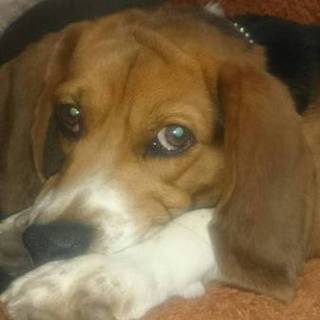 甘えん坊ビーグル３才♂