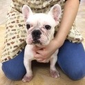 フレンチブルドッグのちーちゃん（wan life）