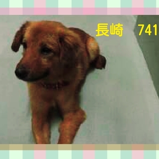 里親さまが決まりました　ありがとうございました