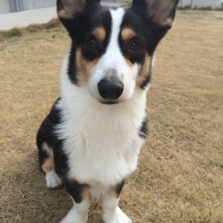 良い人にお渡しできました。ありがとうございました。